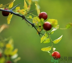 酸棗什么時(shí)候成熟？酸棗什么時(shí)候上市？