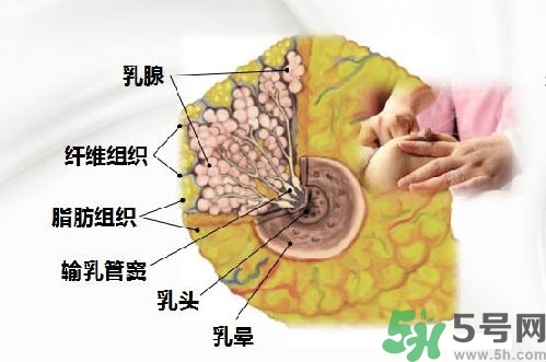 乳汁是怎樣形成的？怎樣才能讓乳汁更多？