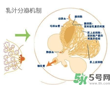 乳汁是怎樣形成的？怎樣才能讓乳汁更多？