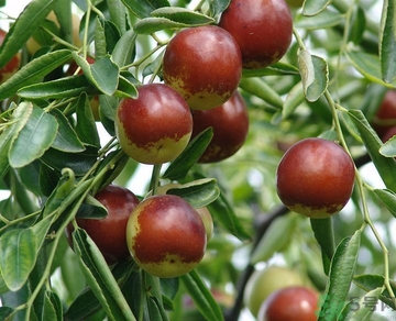 冬棗的熱量高嗎？冬棗的做法