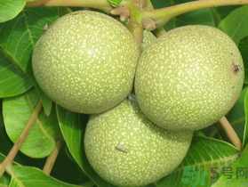 孕婦可以吃新鮮核桃嗎？新鮮核桃孕婦能吃嗎？