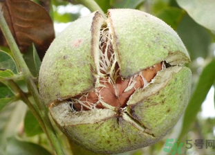 鮮核桃放冷藏還是冷凍？鮮核桃怎么保鮮？