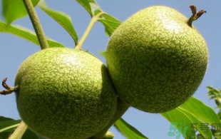 青皮核桃怎么去皮？青皮核桃怎么去皮快？