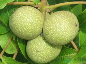 青皮核桃怎么去皮？青皮核桃怎么去皮快？