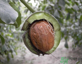 濕核桃怎么保存？濕核桃怎么保存最好？