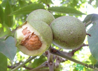 新鮮核桃吃多了會(huì)怎么樣？新鮮核桃吃多了會(huì)上火嗎？