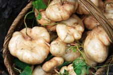 涼薯的營(yíng)養(yǎng)價(jià)值 涼薯的功效與作用 涼薯的營(yíng)養(yǎng)價(jià)值 涼薯的功效與作用