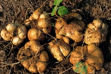 涼薯的營(yíng)養(yǎng)價(jià)值 涼薯的功效與作用 涼薯的營(yíng)養(yǎng)價(jià)值 涼薯的功效與作用