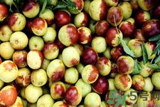 冬棗和紅棗的營(yíng)養(yǎng)價(jià)值哪個(gè)高？冬棗和紅棗哪個(gè)熱量高？