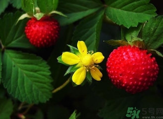 蛇莓能吃嗎？蛇莓的功效作用