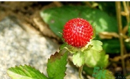 蛇莓能吃嗎？蛇莓的功效作用