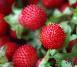 蛇莓能吃嗎？蛇莓的功效作用