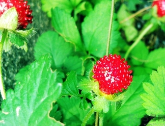 蛇莓能吃嗎？蛇莓的功效作用