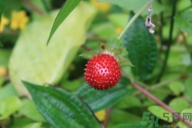 蛇莓能吃嗎？蛇莓的功效作用