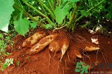 天山雪蓮果的營養(yǎng)價值 天山雪蓮果的功效與作用 天山雪蓮果的營養(yǎng)價值 天山雪蓮果的功效與作用