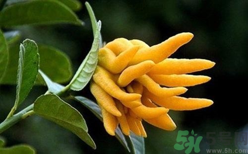 佛手果孕婦可以吃嗎？佛手果的功效與作用