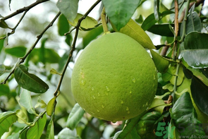 柚子沒熟能吃嗎？柚子沒熟怎么放熟？