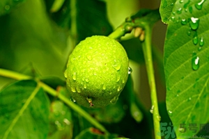 青棗會回奶嗎?吃青棗回奶的效果好嗎 青棗會回奶嗎?吃青棗回奶的效果好嗎