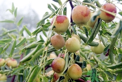 冬棗會打農(nóng)藥嗎?冬棗上的農(nóng)藥怎么處理 冬棗會打農(nóng)藥嗎?冬棗上的農(nóng)藥怎么處理