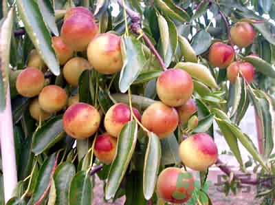 冬棗會打農(nóng)藥嗎?冬棗上的農(nóng)藥怎么處理 冬棗會打農(nóng)藥嗎?冬棗上的農(nóng)藥怎么處理