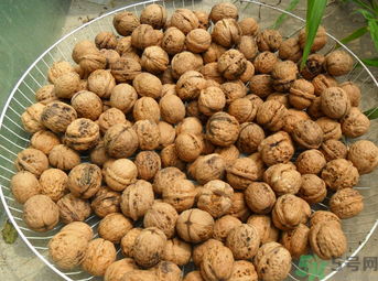 核桃長毛了還能吃嗎？核桃長毛了怎么辦？