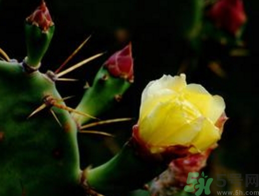 仙人掌果怎么吃？仙人掌果的功效和作用