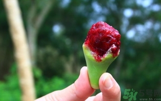 仙人掌果怎么吃？仙人掌果的功效和作用