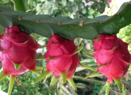 仙人掌果怎么吃？仙人掌果的功效和作用