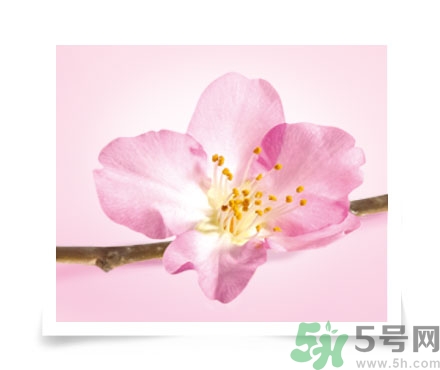 淳萃水舞櫻花洗發(fā)水好用嗎？淳萃水舞櫻花洗發(fā)水多少錢？