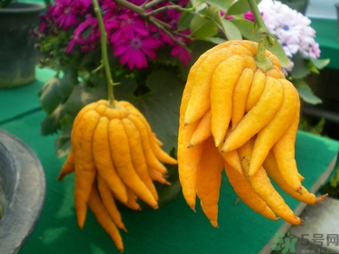 佛手果孕婦可以吃嗎？佛手果的功效與作用