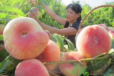 蟠桃孕婦可以吃嗎？蟠桃和水蜜桃的區(qū)別