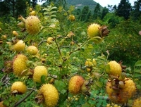 孕婦能吃刺梨嗎？刺梨的功效與作用