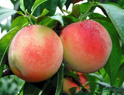 蟠桃孕婦可以吃嗎？蟠桃和水蜜桃的區(qū)別