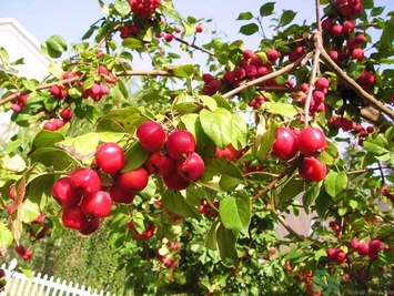 海棠果孕婦能吃嗎？海棠果的功效與作用