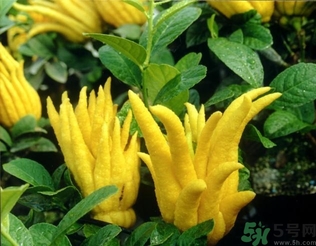 佛手果孕婦可以吃嗎？佛手果的功效與作用