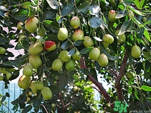 冬棗怎么洗才干凈？冬棗如何清洗？