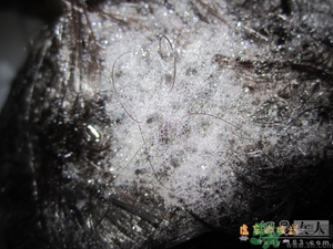 淳萃水舞櫻花洗發(fā)水好用嗎？淳萃水舞櫻花洗發(fā)水多少錢？