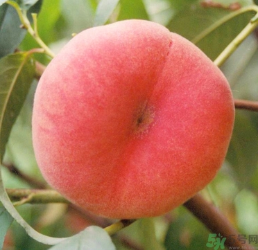 蟠桃孕婦可以吃嗎？蟠桃和水蜜桃的區(qū)別