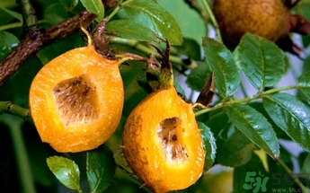 孕婦能吃刺梨嗎？刺梨的功效與作用