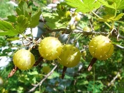 孕婦能吃刺梨嗎？刺梨的功效與作用