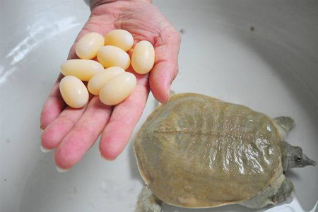小孩能吃甲魚嗎？小孩能吃甲魚蛋嗎？