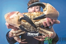 被螃蟹咬了要打破傷風(fēng)針嗎？被螃蟹夾了怎么辦？