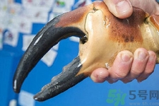 被螃蟹咬了要打破傷風(fēng)針嗎？被螃蟹夾了怎么辦？