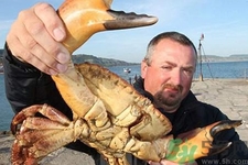 被螃蟹夾出血了怎么辦？螃蟹夾出血了怎么處理？