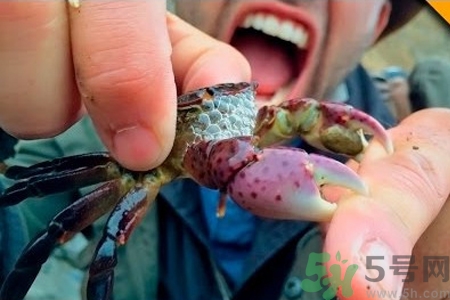 被螃蟹夾出血了怎么辦？螃蟹夾出血了怎么處理？