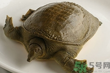 被甲魚咬了要打破傷風(fēng)嗎？被甲魚咬了怎么辦？