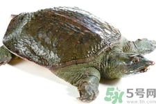 甲魚怎么殺？甲魚怎么處理？