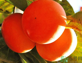 脆柿子不能跟什么一起吃？甜柿子不能跟什么一起吃？