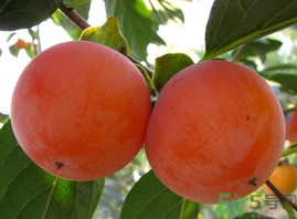 脆柿子不能跟什么一起吃？甜柿子不能跟什么一起吃？