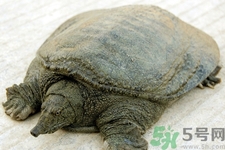 喝甲魚血能治陽(yáng)痿嗎？甲魚血能喝嗎？